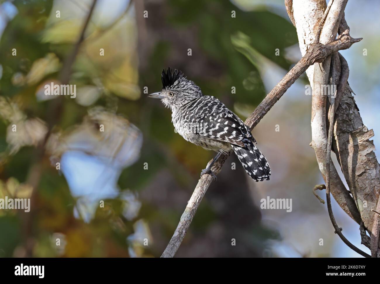 Antmike barré (Thamnophilus doliatus) adulte mâle perché sur la branche avec la crête élevée Pantanal, Brésil Juillet Banque D'Images