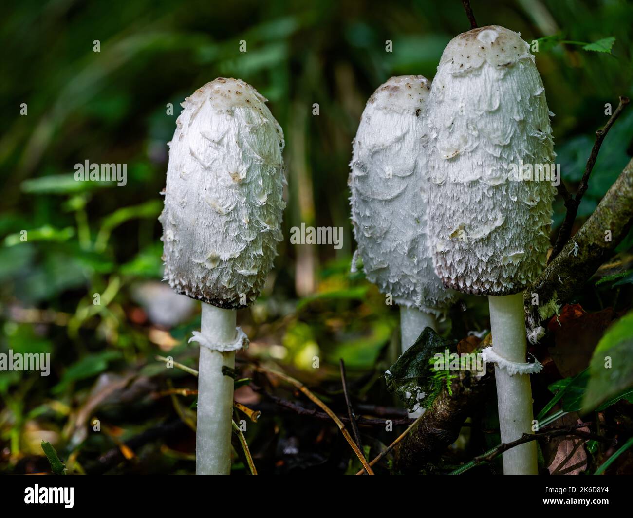 Shaggy Inkcap, ou Shaggy Mane, cocrinus comatus champignon dans un cadre boisé d'automne. Banque D'Images