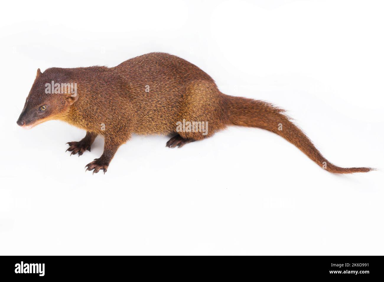 Javan Mongoose ou petite mongoose asiatique (Herpestes javanicus) isolé sur fond blanc Banque D'Images