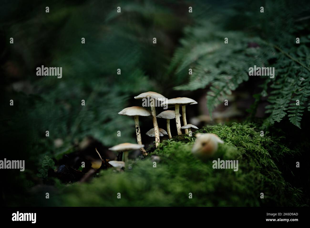 Champignons fantaisie dans un bois sombre et magique enchanté. Banque D'Images