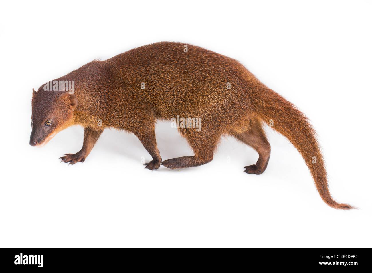 Javan Mongoose ou petite mongoose asiatique (Herpestes javanicus) isolé sur fond blanc Banque D'Images