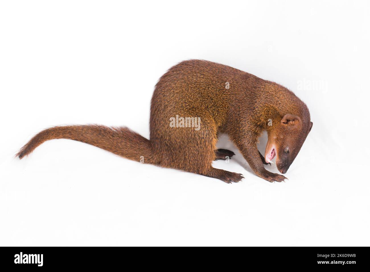 Javan Mongoose ou petite mongoose asiatique (Herpestes javanicus) isolé sur fond blanc Banque D'Images