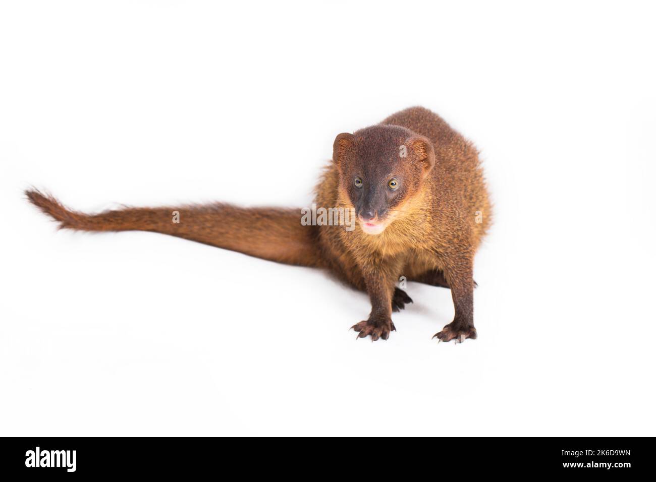 Javan Mongoose ou petite mongoose asiatique (Herpestes javanicus) isolé sur fond blanc Banque D'Images