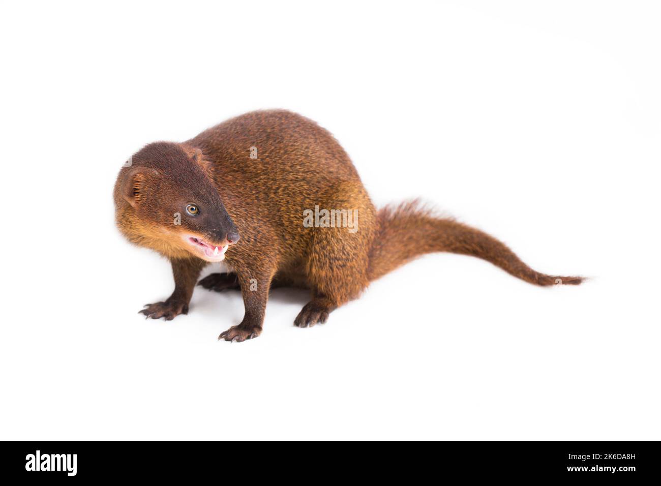 Javan Mongoose ou petite mongoose asiatique (Herpestes javanicus) isolé sur fond blanc Banque D'Images