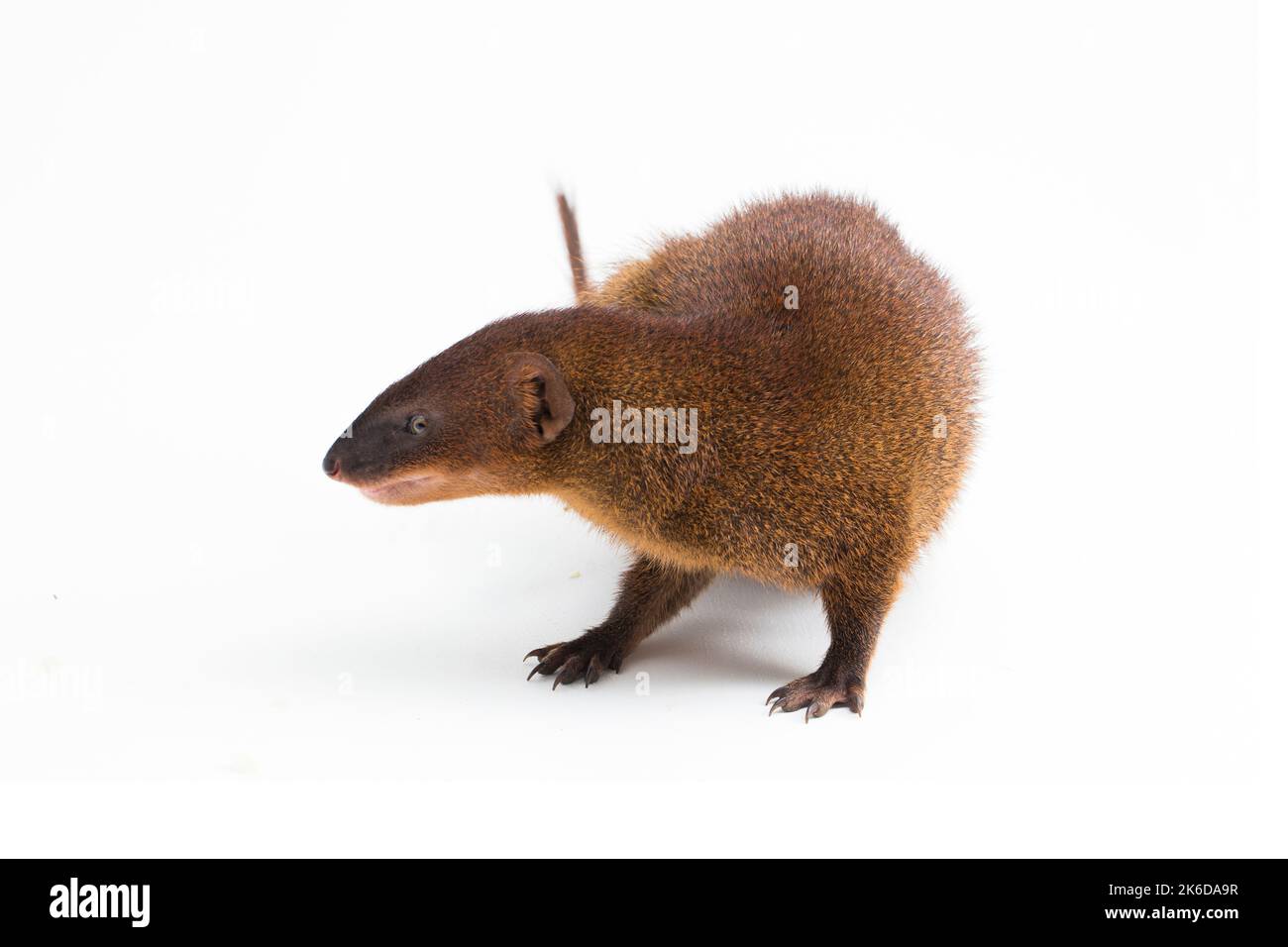 Javan Mongoose ou petite mongoose asiatique (Herpestes javanicus) isolé sur fond blanc Banque D'Images