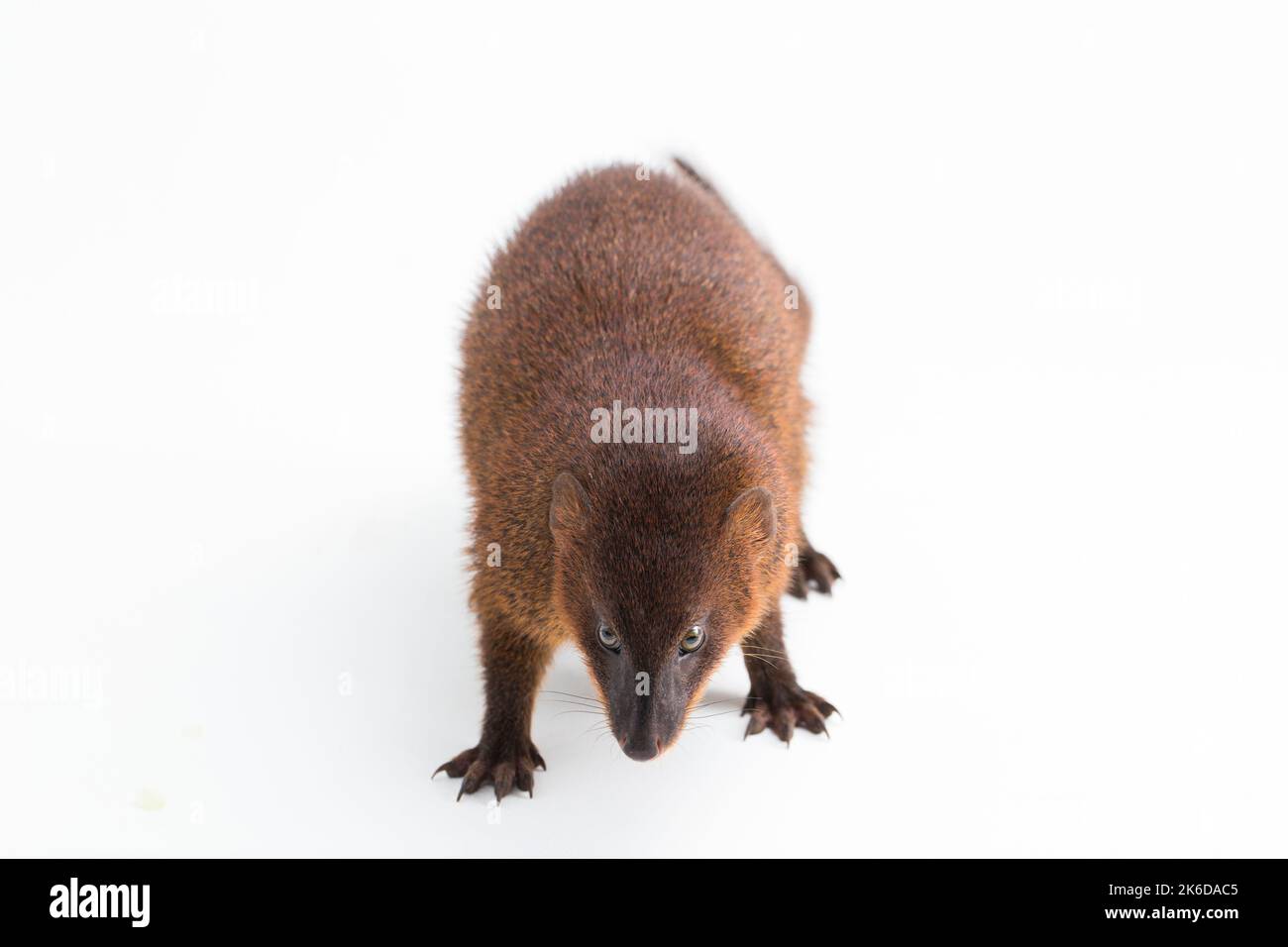 Javan Mongoose ou petite mongoose asiatique (Herpestes javanicus) isolé sur fond blanc Banque D'Images