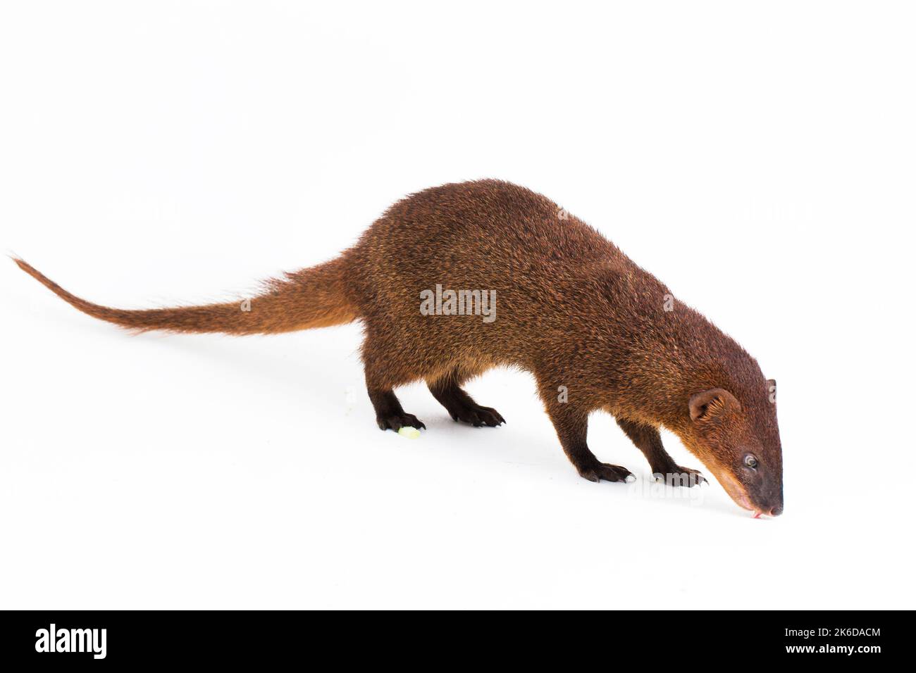 Javan Mongoose ou petite mongoose asiatique (Herpestes javanicus) isolé sur fond blanc Banque D'Images