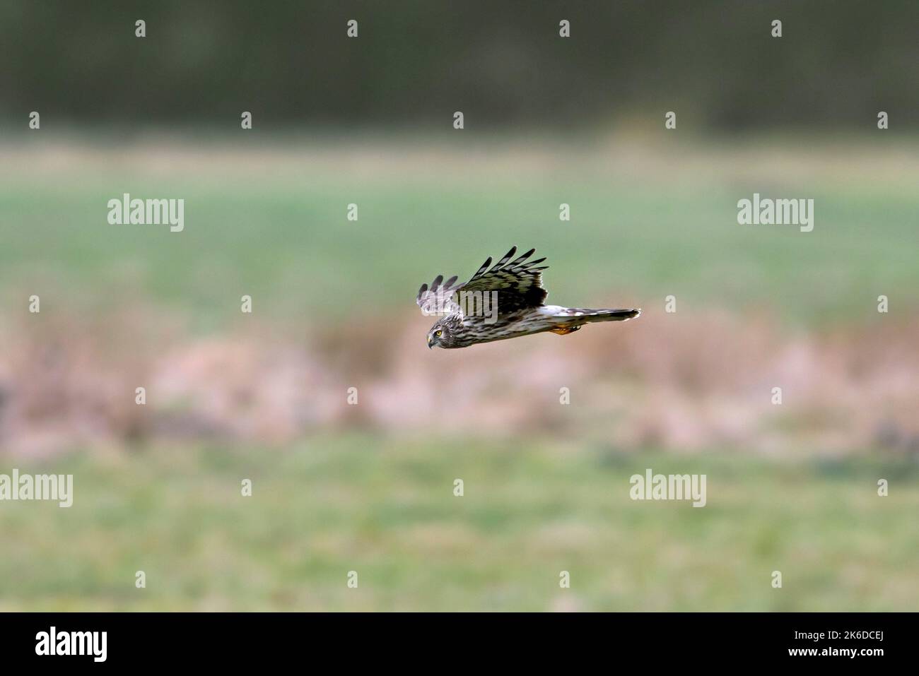 Harrier de poule (Circus cyaneus) femelle volant et chassant au-dessus des prairies/prairies à la fin de l'hiver Banque D'Images