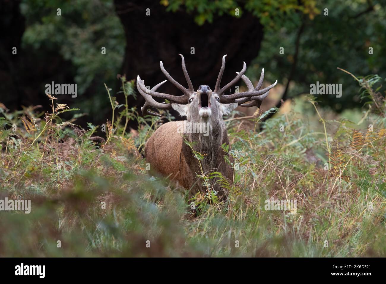 Red Deer Stag (Cervus elaphus), qui s'attèle pour ses nains au fond d'une forêt ancienne Banque D'Images