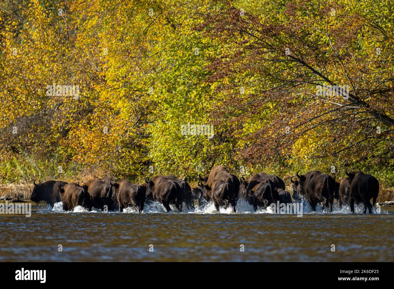 Un troupeau de bisons européens dans la rivière. Wisent, Bison bonasus. Bieszczady, Carpates, Pologne. Banque D'Images