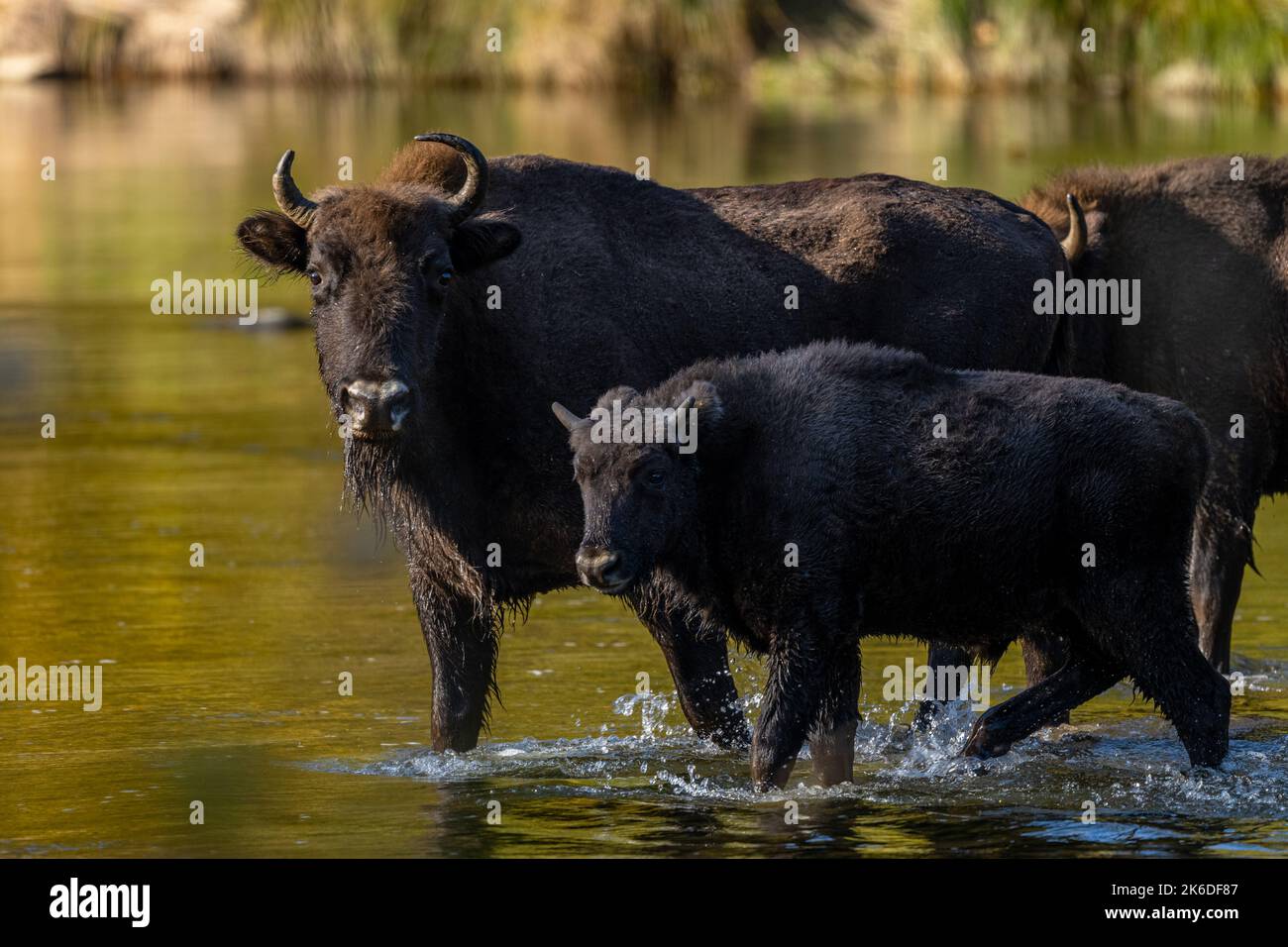 Un troupeau de bisons européens dans la rivière. Wisent, Bison bonasus. Bieszczady, Carpates, Pologne. Banque D'Images