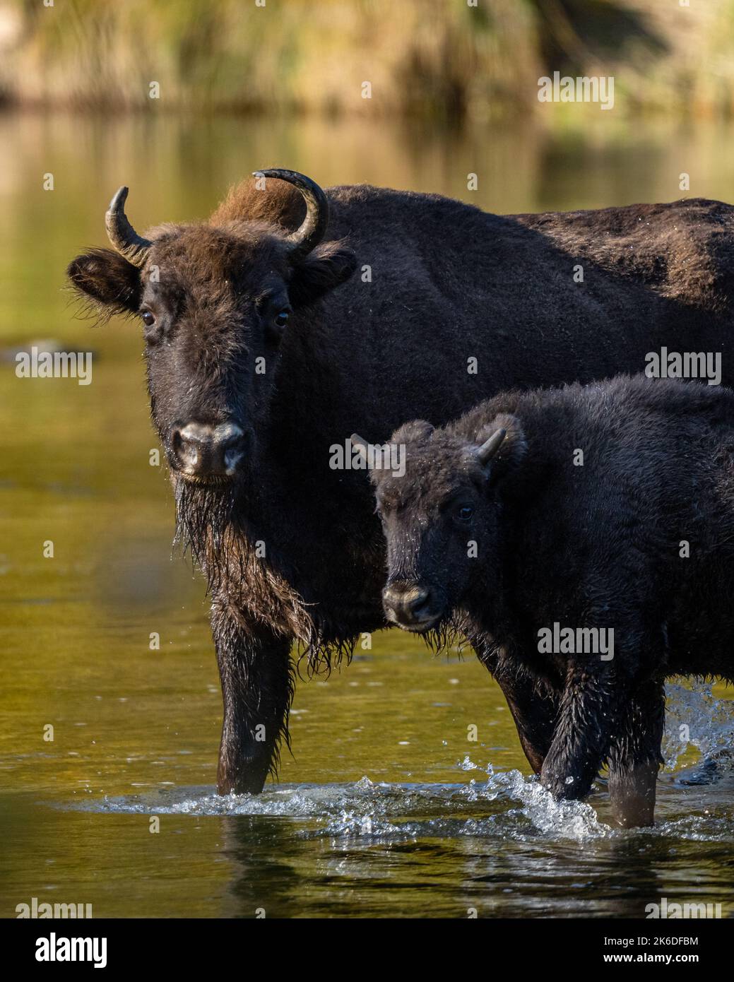 Un troupeau de bisons européens dans la rivière. Wisent, Bison bonasus. Bieszczady, Carpates, Pologne. Banque D'Images