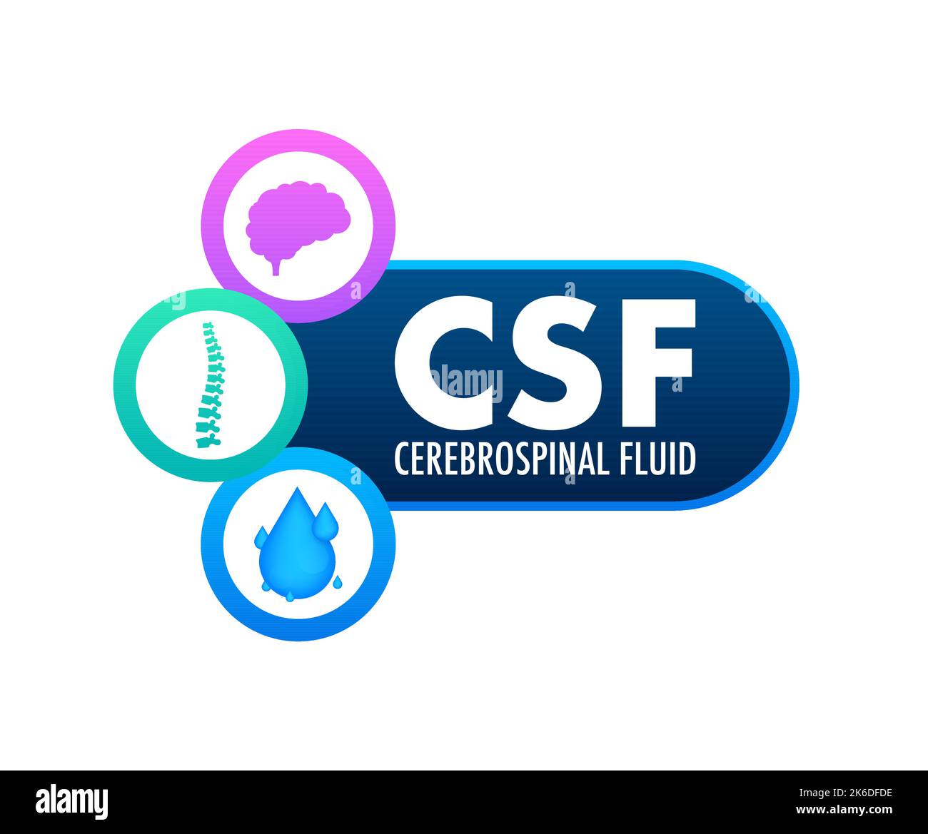 CSF - liquide céphalo-rachidien. Concept médical. Illustration du stock ...