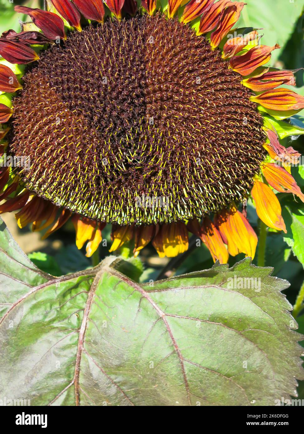 Gros plan - tournesol Banque D'Images