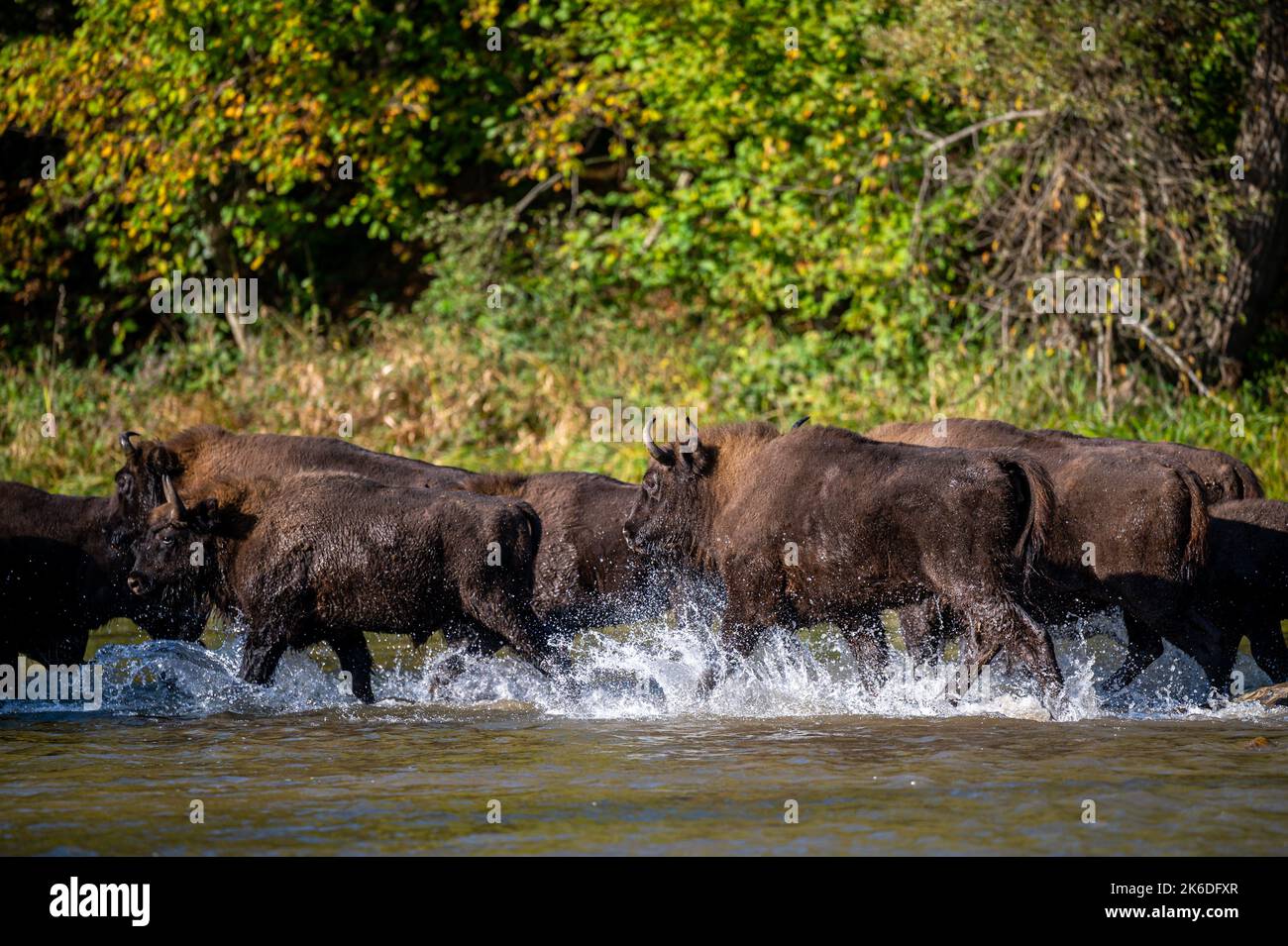 Un troupeau de bisons européens dans la rivière. Wisent, Bison bonasus. Bieszczady, Carpates, Pologne. Banque D'Images