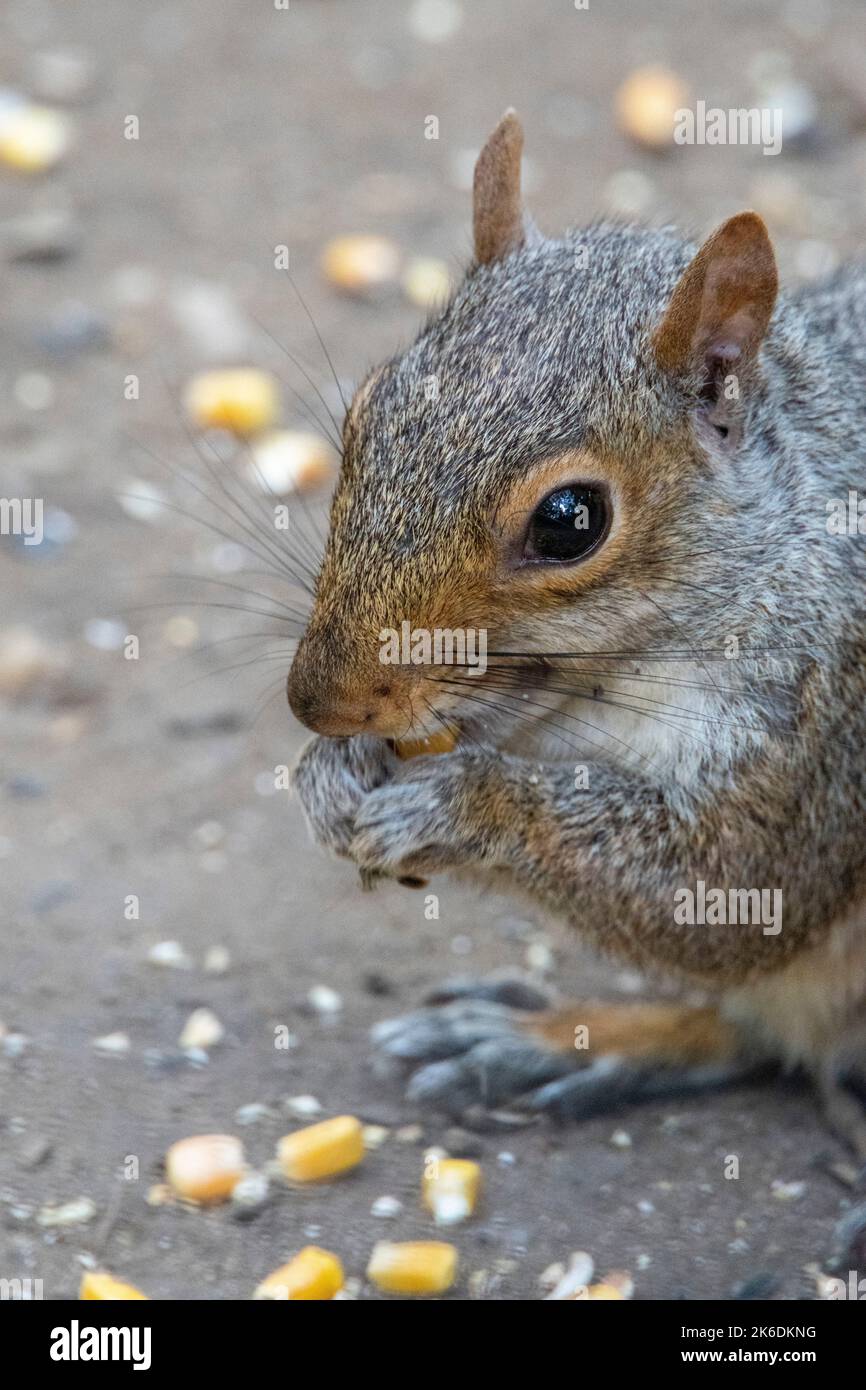 Gros plan de l'écureuil gris de l'est (Sciurus carolinensis) se nourrissant du maïs, Central Park, New York City, États-Unis Banque D'Images