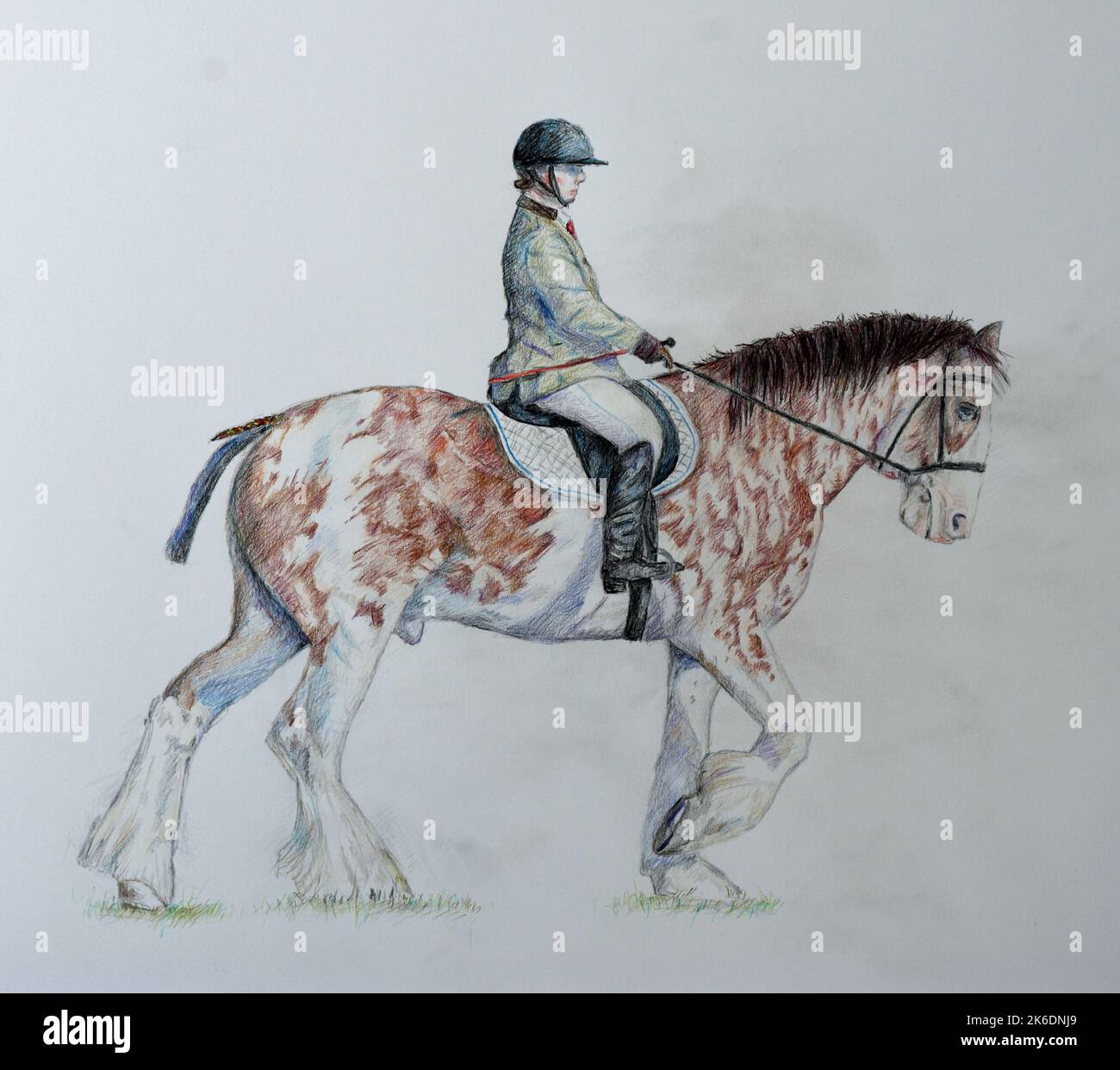 Shire horse rider Banque de photographies et d'images à haute résolution -  Alamy