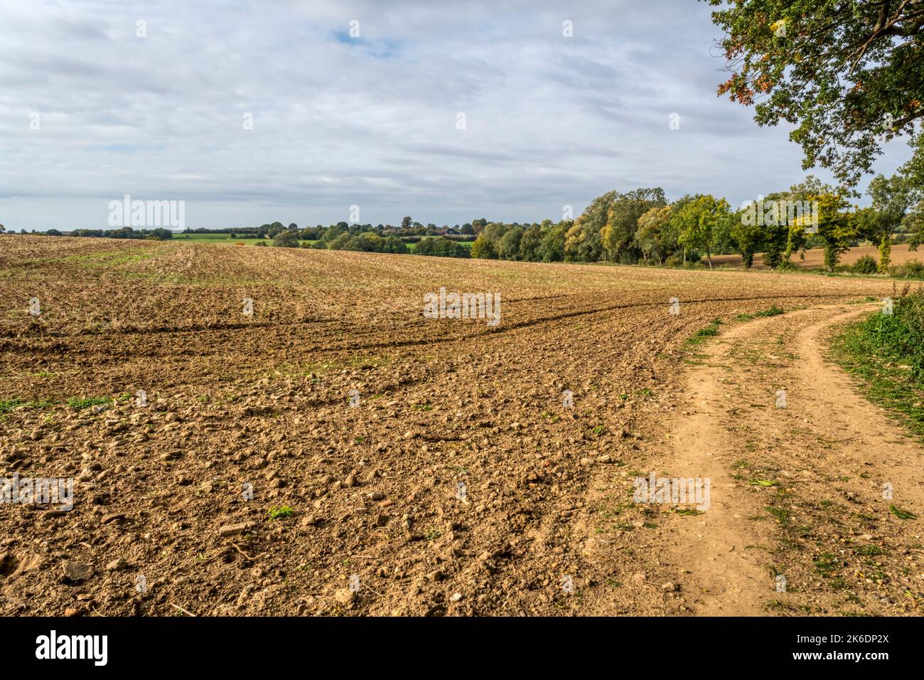 Terres agricoles près de Braintree, dans l'Essex, classées de bonne à modérée de grade 3 dans la Classification des terres agricoles de l'Angleterre et du pays de Galles. Banque D'Images