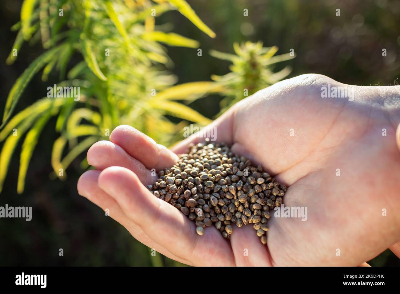 Fermier versant de la graine de chanvre, de la main à la main, debout parmi les plantes dans le champ Banque D'Images