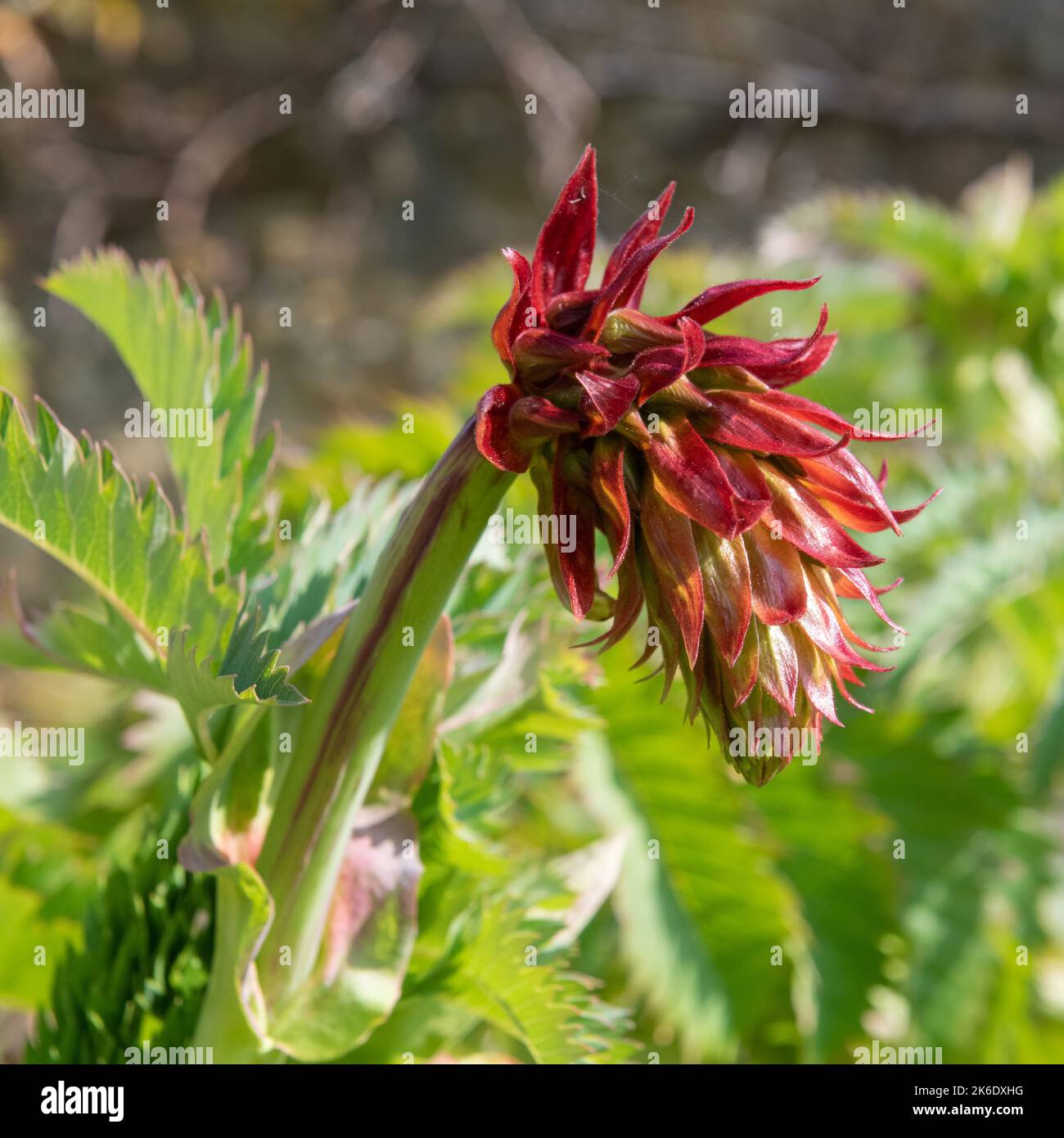 Gros plan d'une fleur de miel géante (majeure de mélianthus) en fleur Banque D'Images