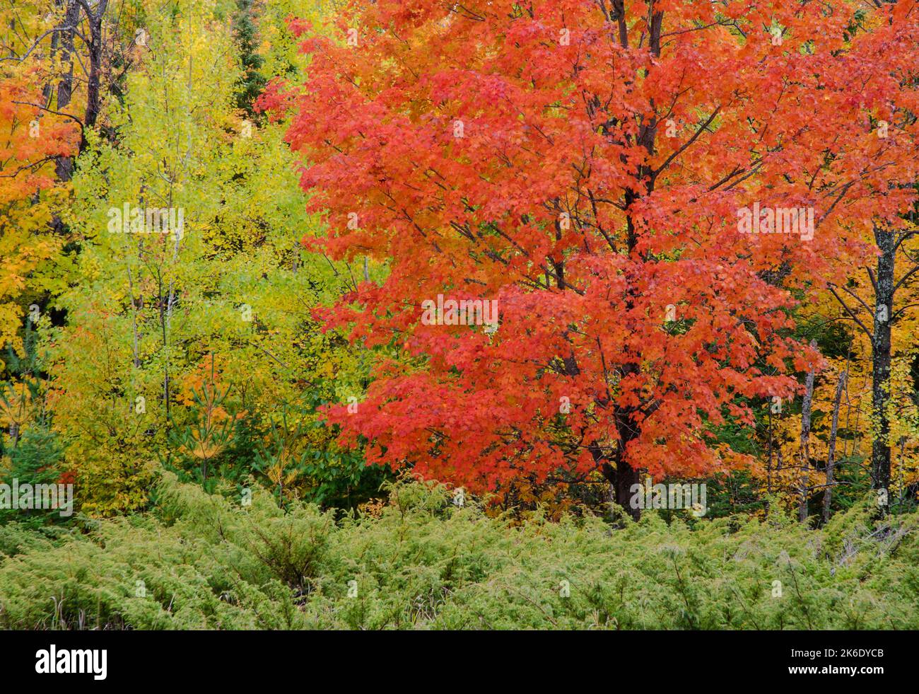 Un érable rouge brille au bord d'une forêt dans le comté de Door, Wisconsin Banque D'Images