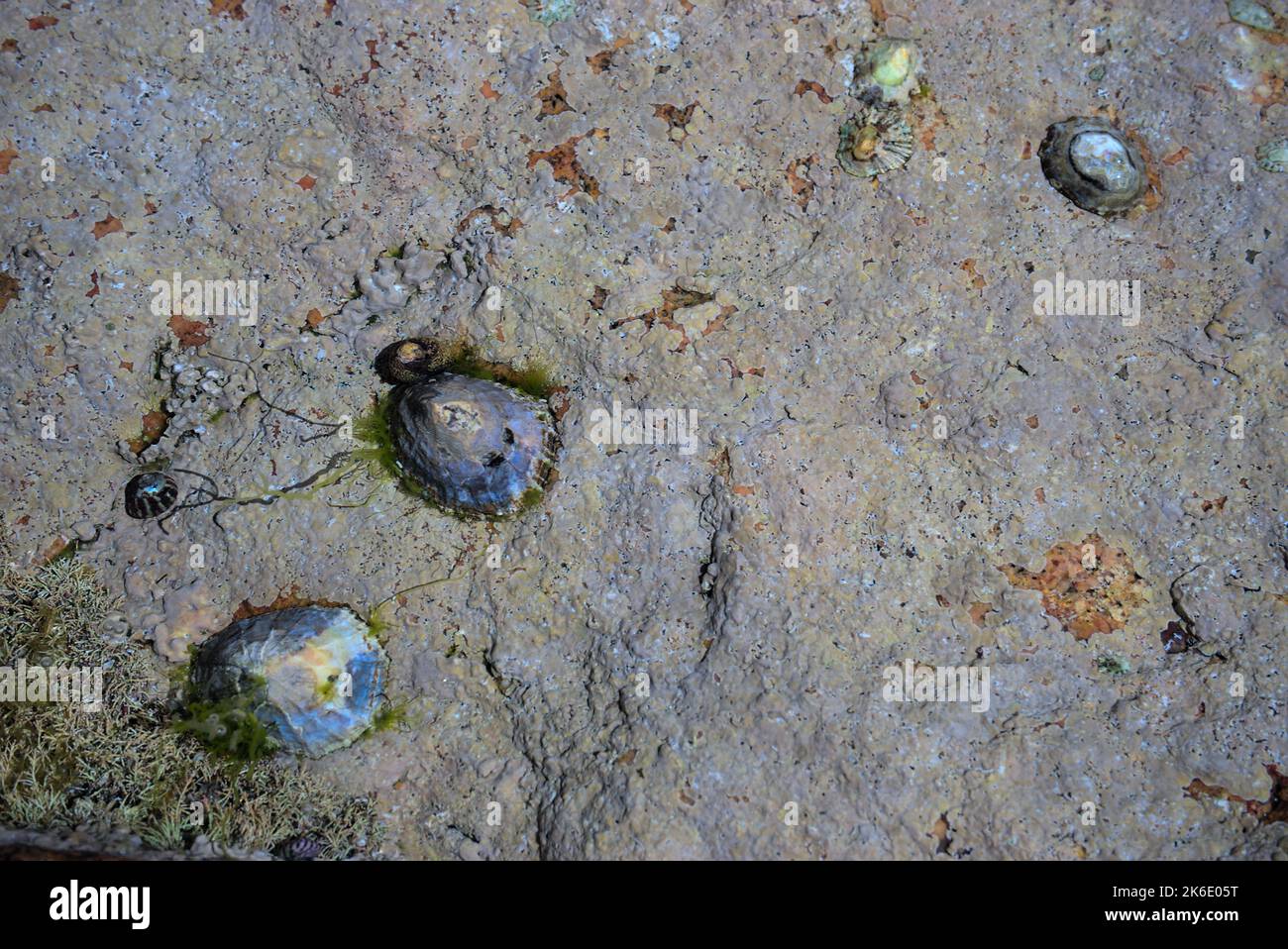 fonds marins à marée basse avec algues et coquillages en Bretagne Banque D'Images