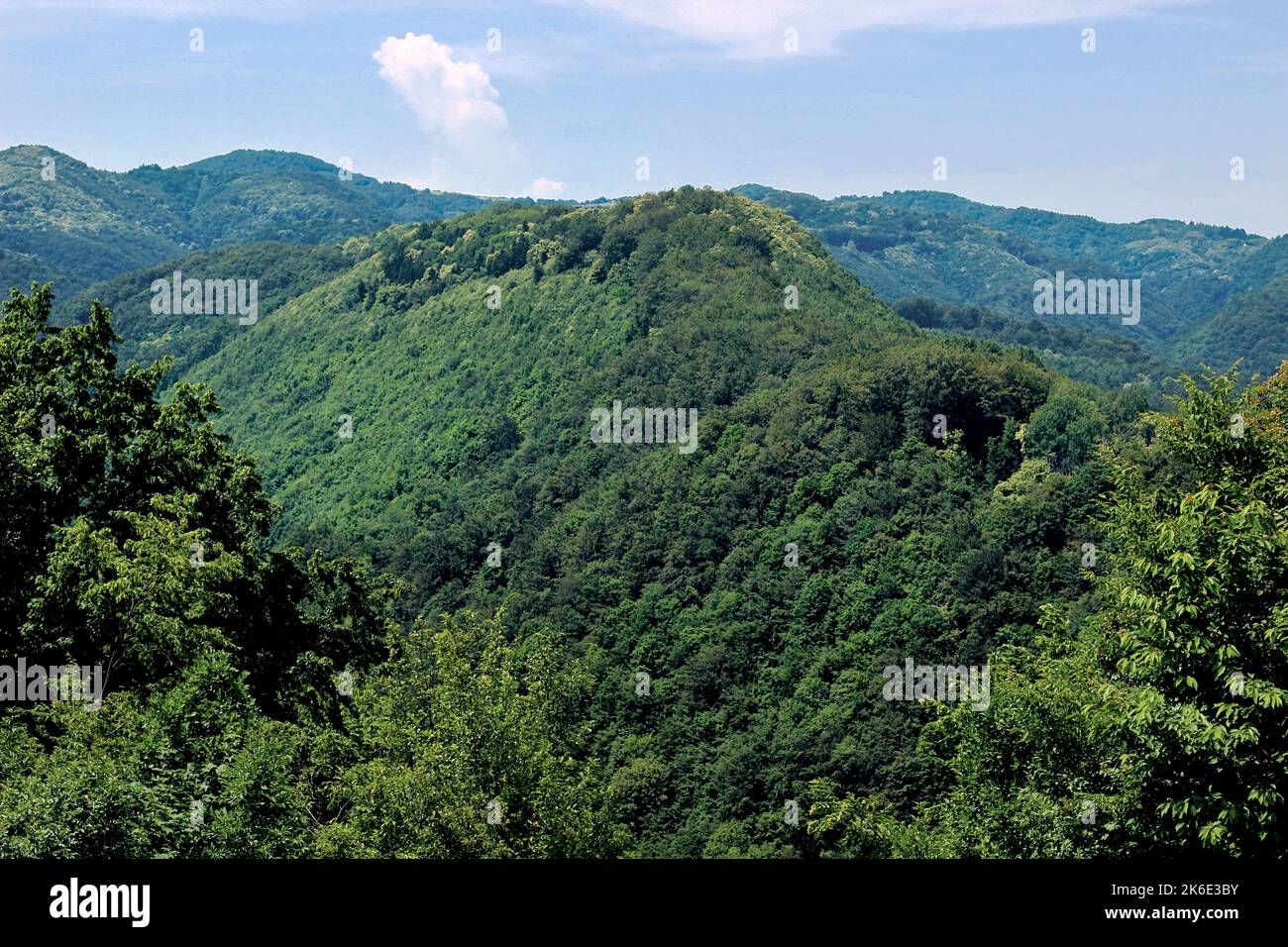 Colline couverte de forêt près de Bregana, Croatie Banque D'Images
