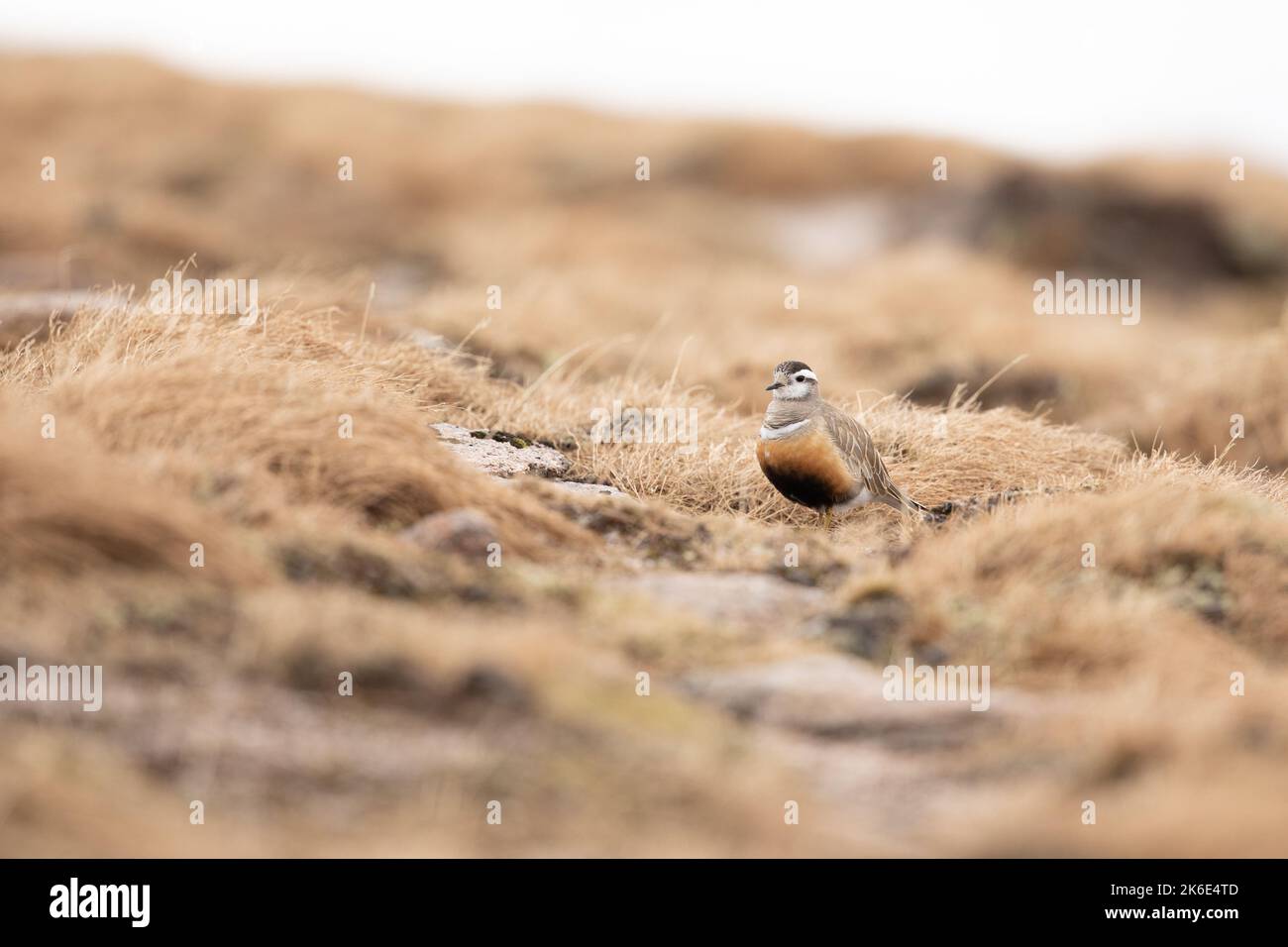 Dotterel eurasien, Charadrius morinellus, Cairngorms, Écosse Banque D'Images