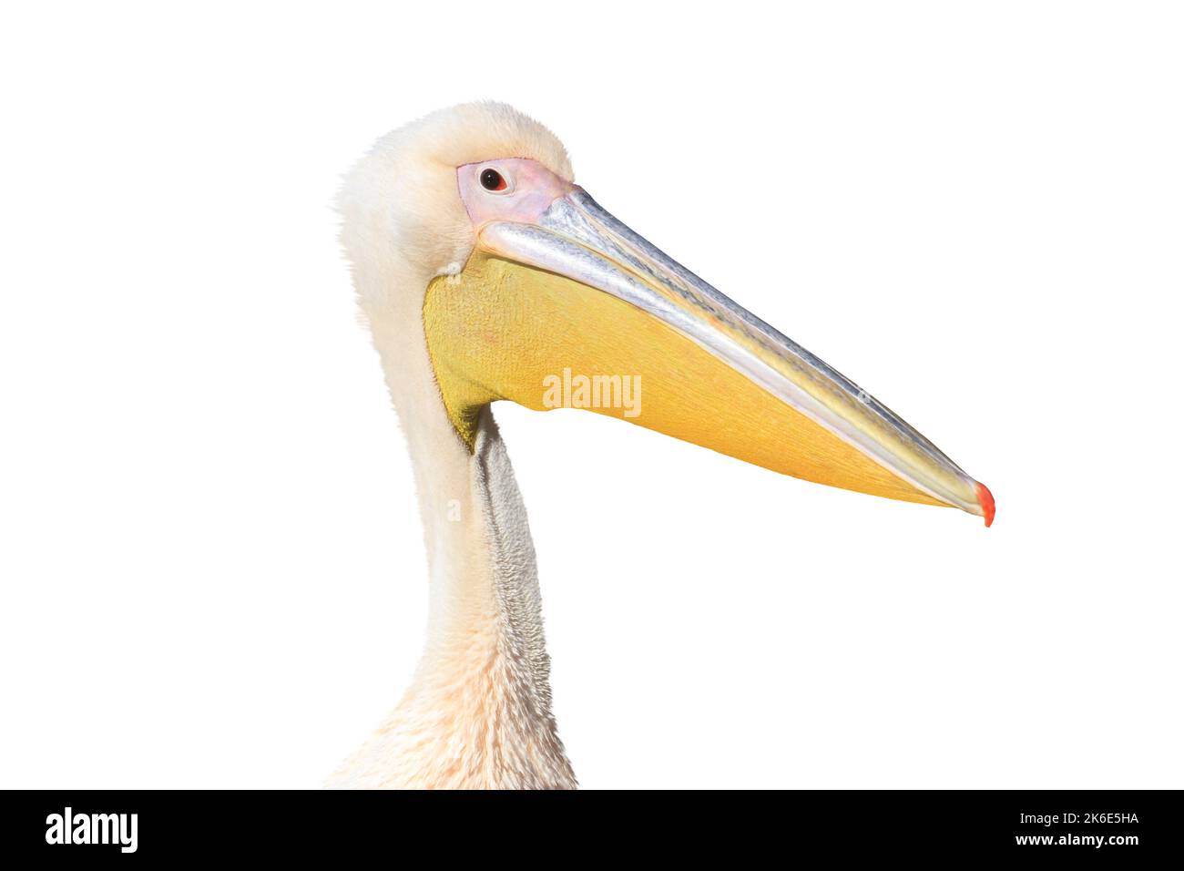 portrait pelican isolé sur fond blanc Banque D'Images