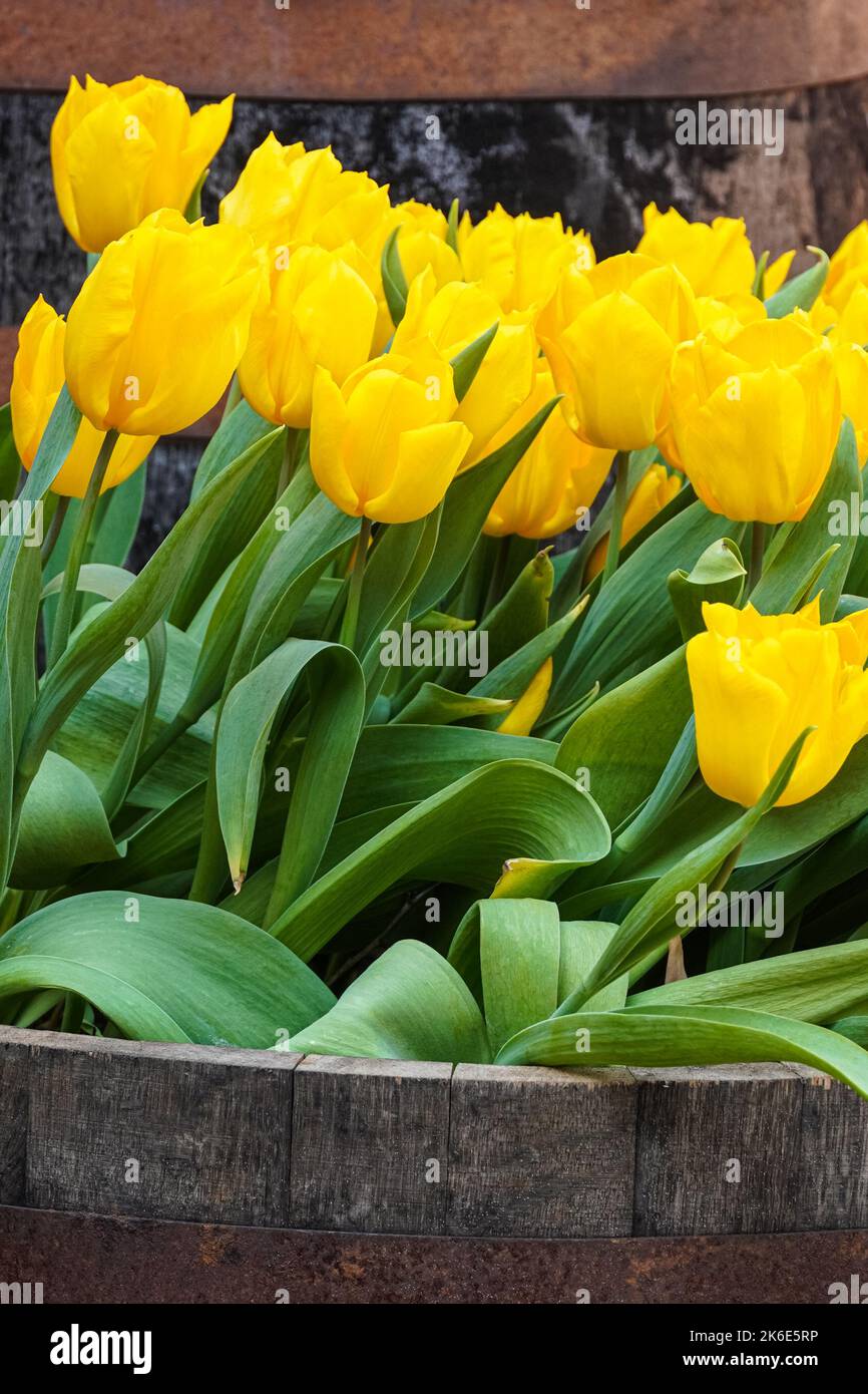 Tulipes jaunes fleuris dans un jardin Banque D'Images