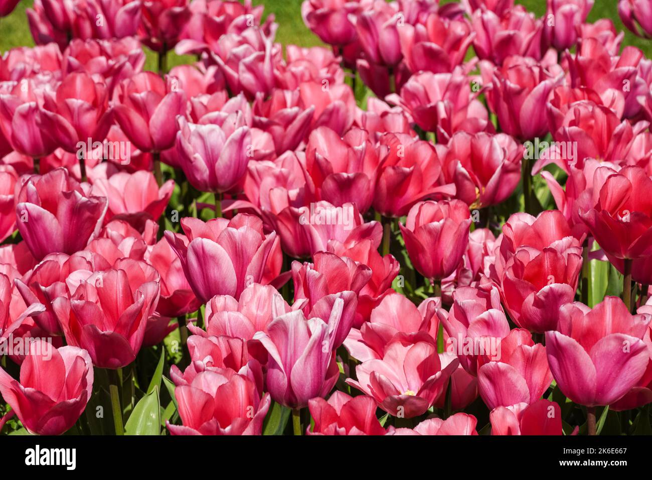 Tulipes roses poussant sur un lit de fleurs Banque D'Images
