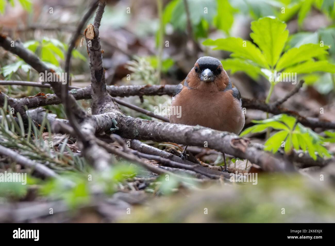 Le chaffinch commun ou Fringilla coelebs se trouve sur le terrain dans la forêt Banque D'Images