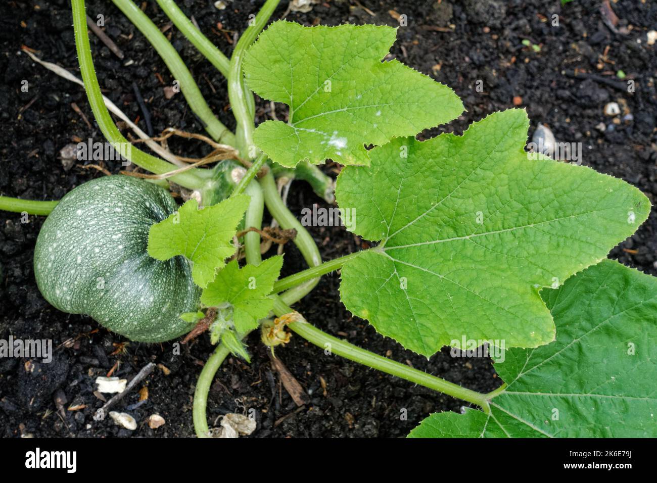 Citrouille verte poussant dans un jardin Banque D'Images