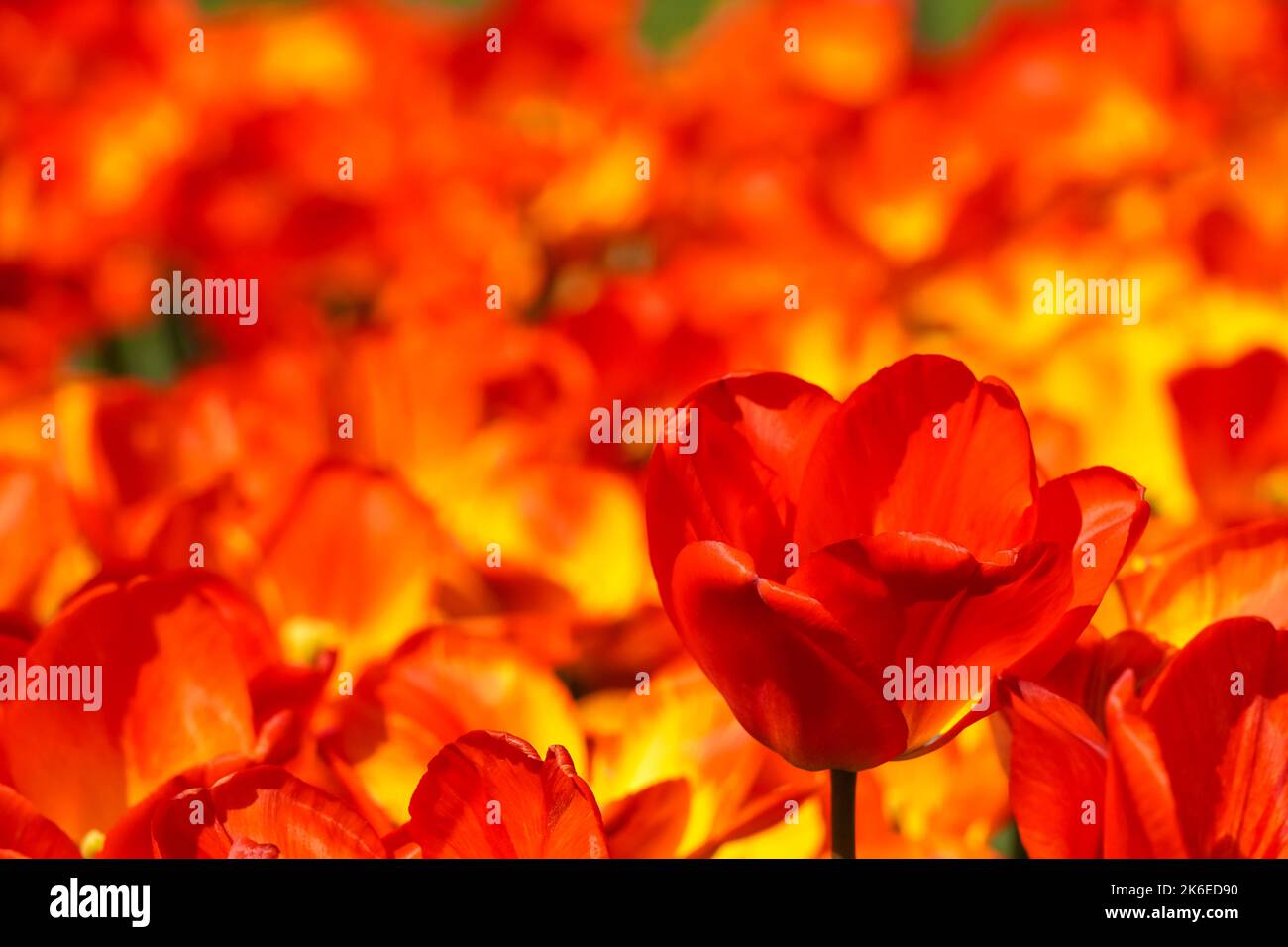 Tulipes rouges et jaunes poussant sur le lit de fleurs Banque D'Images