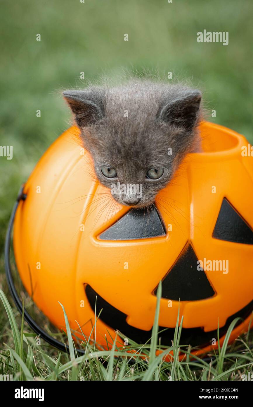 Chat d'Halloween, citrouille Jack o lanterne et chaton gris sur l'herbe verte, image colorée d'Halloween. Banque D'Images