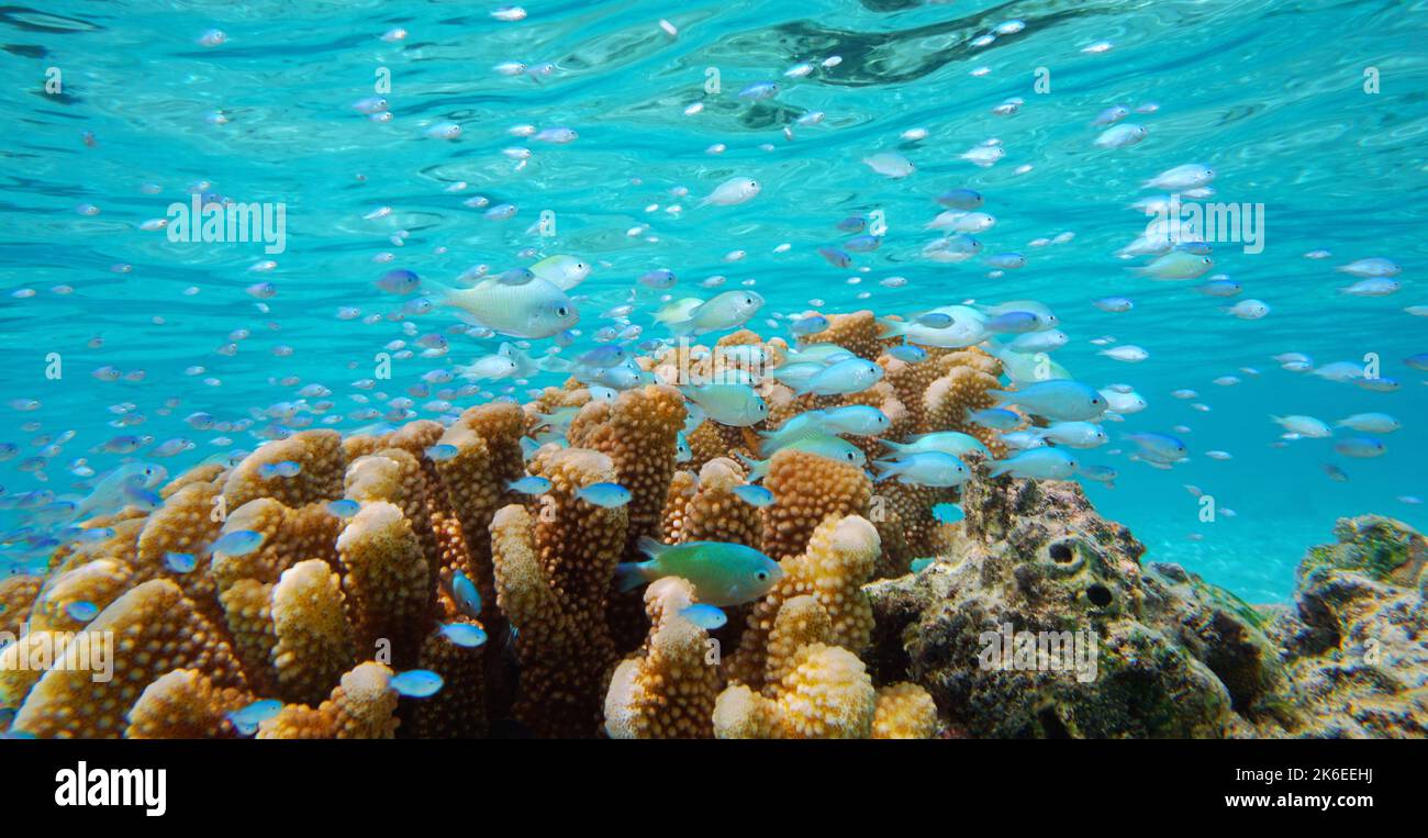 École de poissons bleus avec corail sous l'eau dans l'océan (Damégoïste Chromis viridis), Pacifique Sud, Polynésie française Banque D'Images