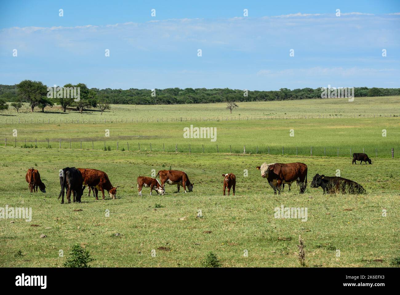 Vaches élevées avec des pâturages naturels, production de viande dans la campagne Argentine, province de la Pampa, Argentine. Banque D'Images