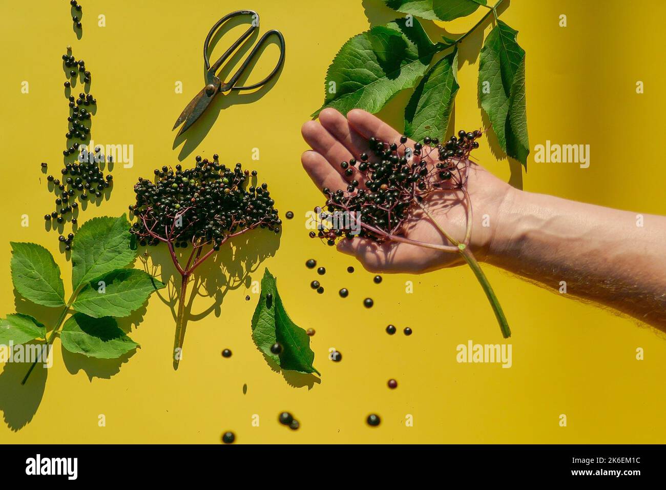 Baies de sureau et cisaille de jardin entre les mains sur fond jaune.médecine alternative et homéopathie. Les baies de sureau noir se déversent dans le Banque D'Images