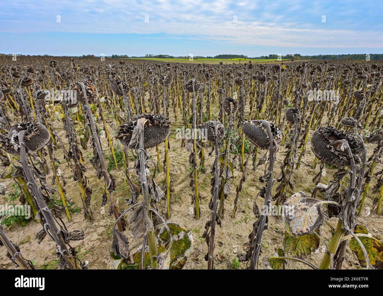 Hohenstein, Allemagne. 13th octobre 2022. Des tournesols avec des graines mûres se trouvent dans un champ à Landfarm Hohenstein GmbH. Les agriculteurs ont cultivé plus de tournesols cette année qu'auparavant. Dans le Brandebourg, la superficie cultivée a presque doublé. Les plantes mûres sont récoltées avec des moissonneuses-batteuses. À l'échelle nationale, le plus grand nombre de tournesols sont cultivés dans le Brandebourg. Landfarm Hohenstein GmbH a cultivé des tournesols sur 120 hectares cette année. Environ 2,5 tonnes de graines de tournesol sont récoltées sur un hectare. Credit: Patrick Pleul/dpa/Alay Live News Banque D'Images