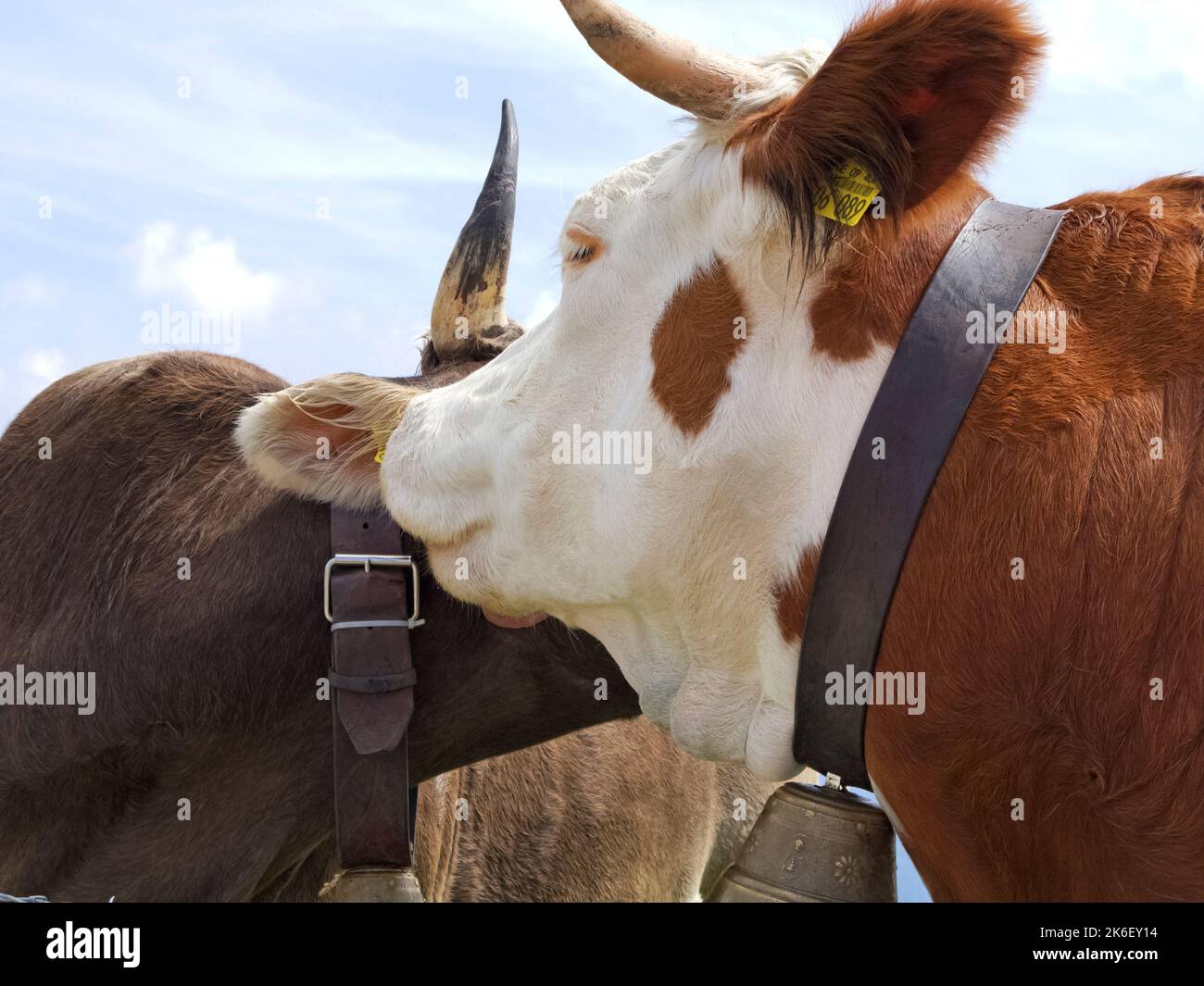 Lisser les vaches alpines, gros plan, Bavière, Allemagne Banque D'Images