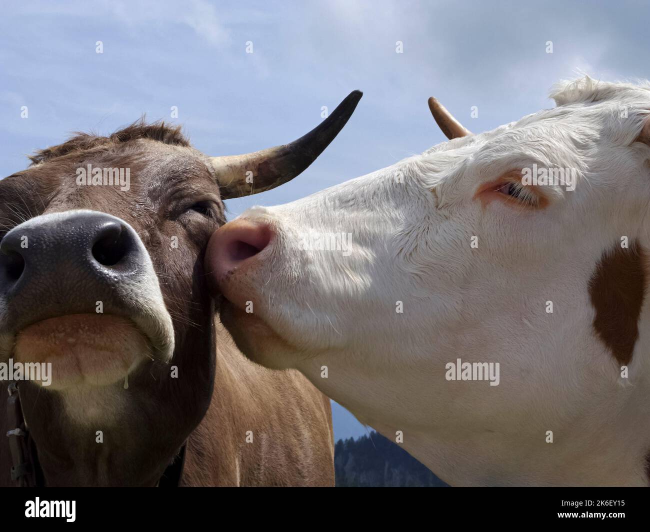 Lisser les vaches alpines, gros plan, Bavière, Allemagne Banque D'Images