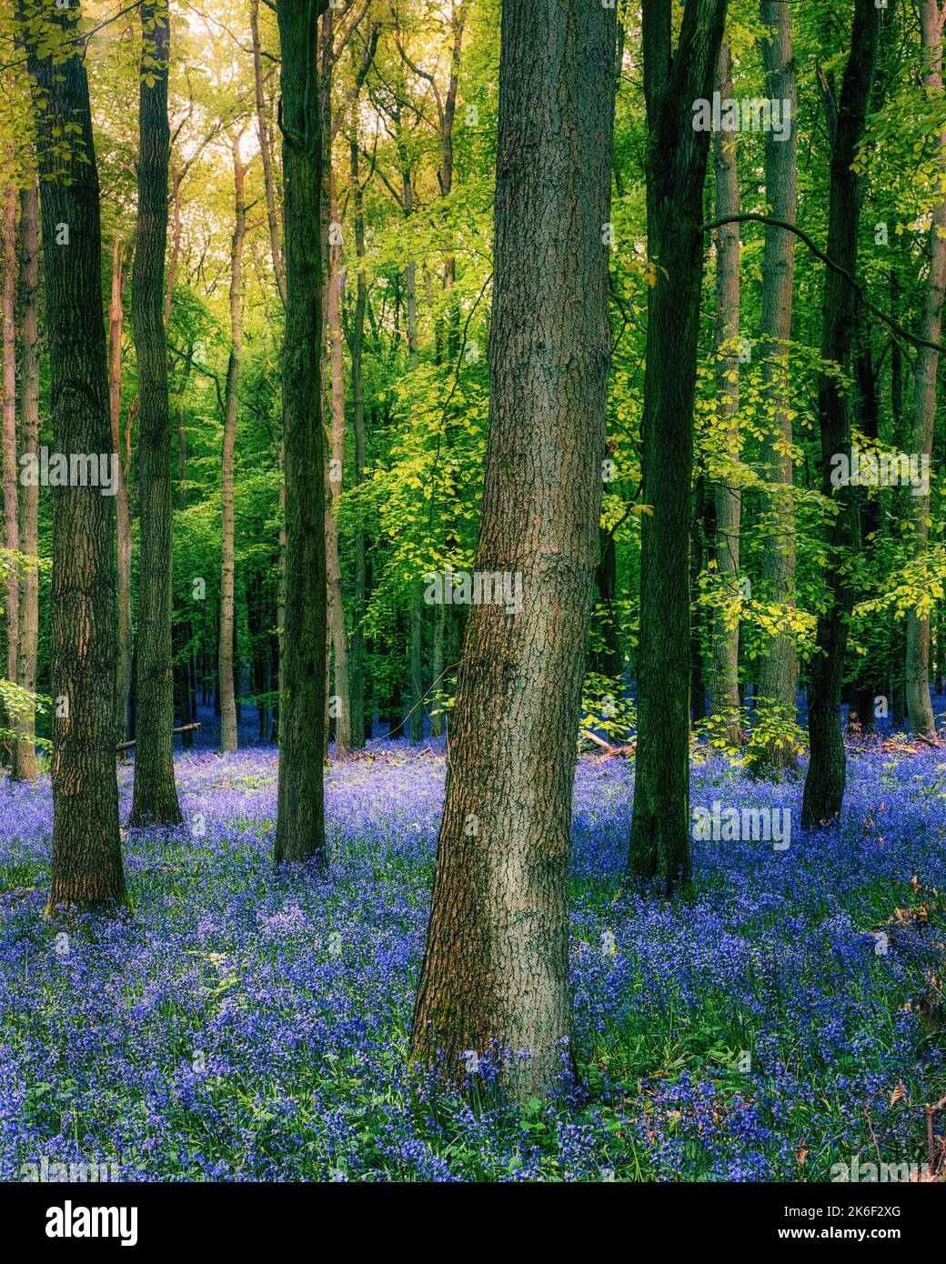Un cliché vertical de cloches communes (jacinthoides non-scripta) et d'arbres à Dockey Wood, Ashridge Estate, Royaume-Uni Banque D'Images