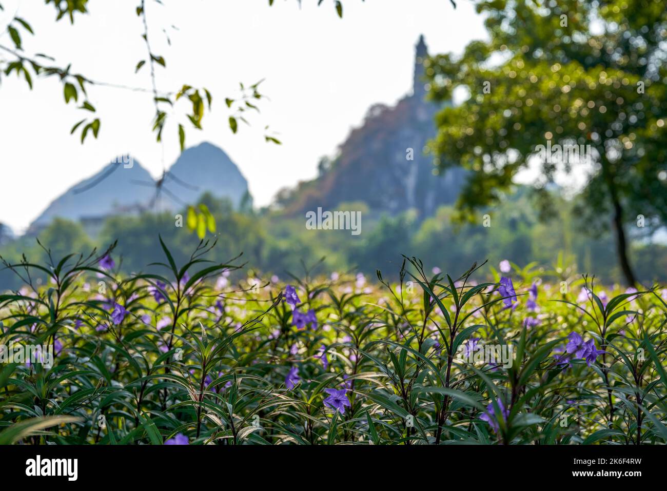Fleurs bleues poussant dans le jardin de montagne extérieur Banque D'Images