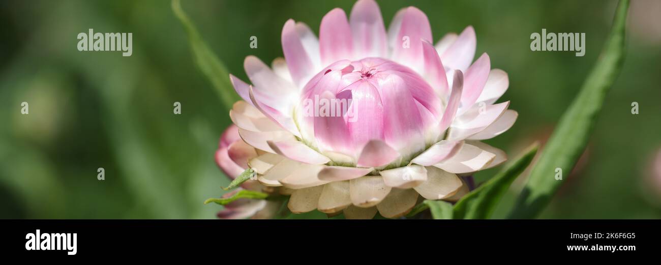 Rose magnifique hélicrysum dans le jardin de près. Fleur d'été Banque D'Images