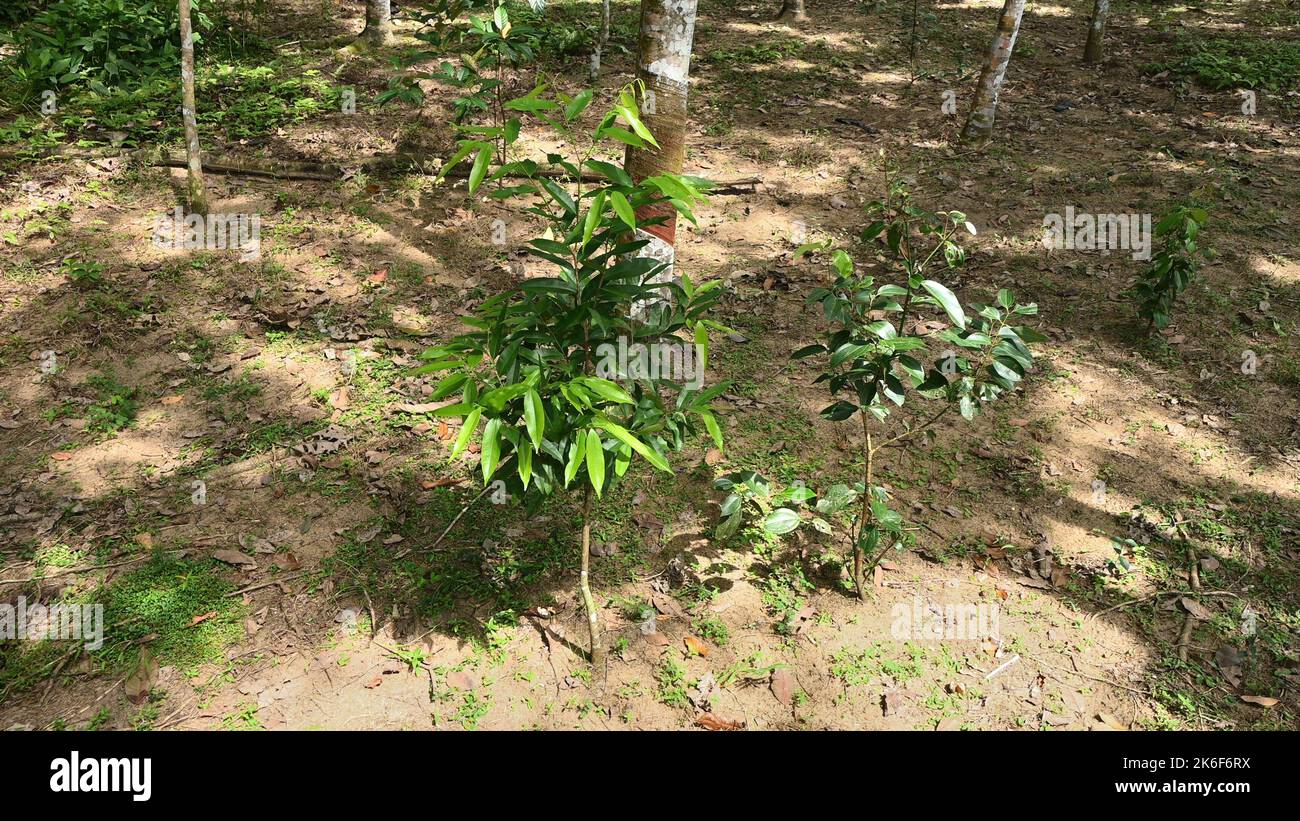 Vue sur le sol d'une plantation de caoutchouc enlevé de mauvaises herbes au Sri Lanka avec des cultures supplémentaires comme la cannelle, Gyrinops Walla plantes croissant entre les a vides Banque D'Images