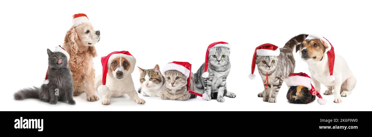 Ensemble d'animaux mignons en chapeaux de père Noël isolés sur blanc Banque D'Images