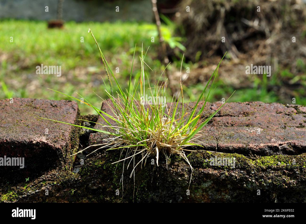 Les mauvaises herbes poussent entre les murs de briques qui s'émiettent Banque D'Images