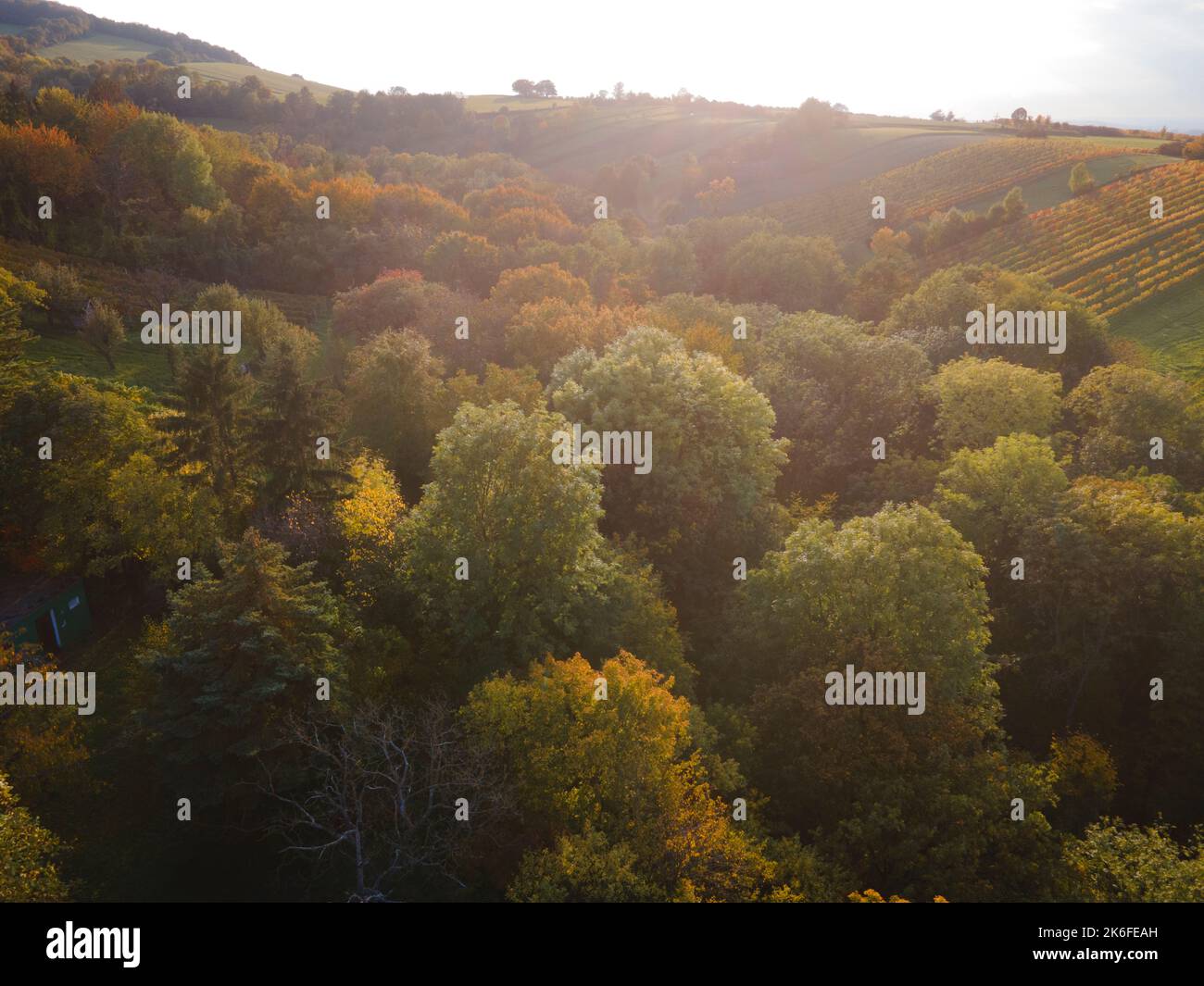 un drone aérien s’est envolté au-dessus de la forêt en automne Banque D'Images