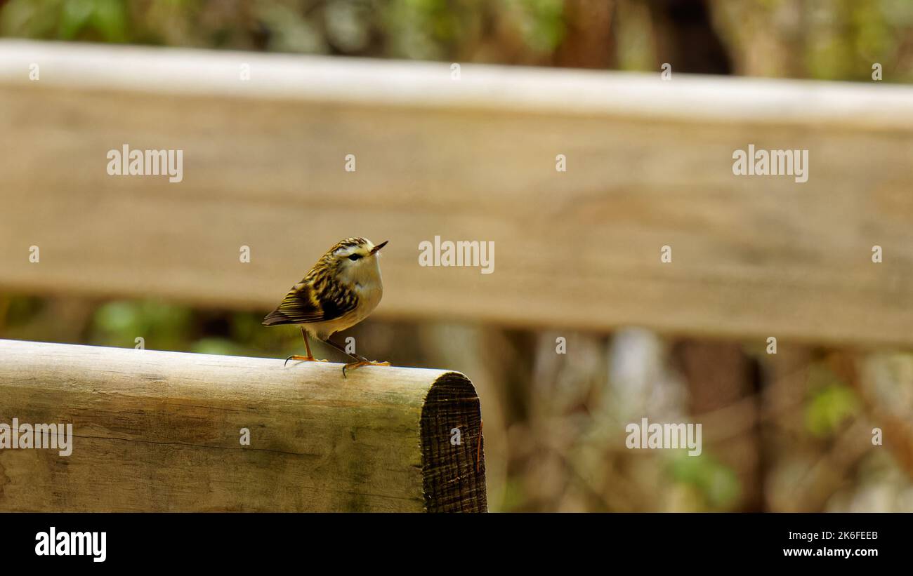 Rifleman, le plus petit oiseau de Nouvelle-Zélande, parc national de Kahurangi, île du sud, région de Nelson Tasman, Aotearoa / Nouvelle-Zélande. Banque D'Images