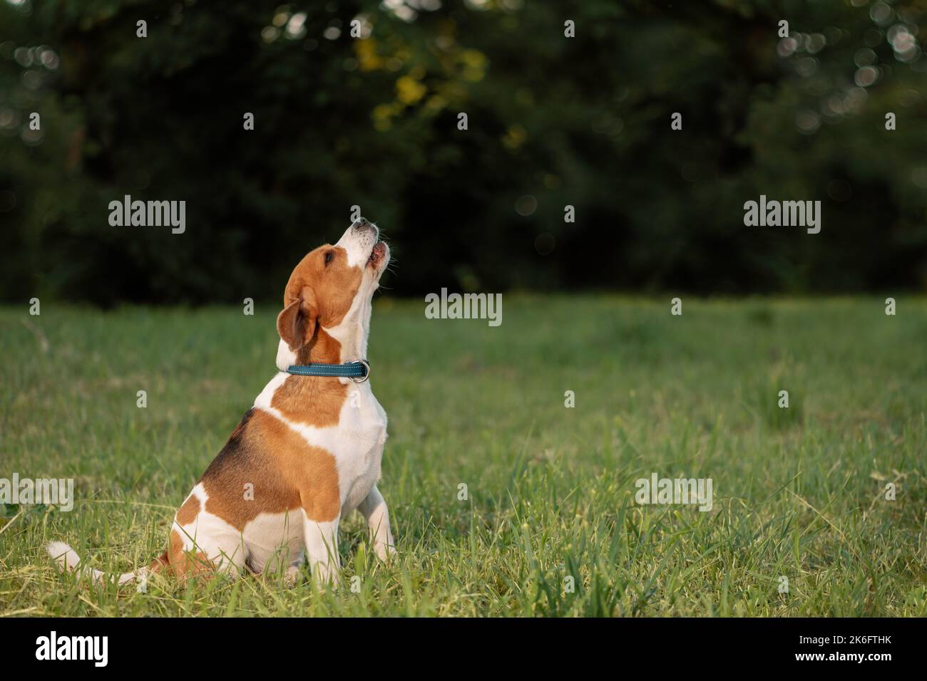 Chien aboyant assis sur l'herbe, vue latérale Banque D'Images
